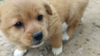 Anak Anjing: Jangan Berhenti Mengelusku!