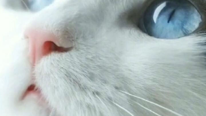 cute cat