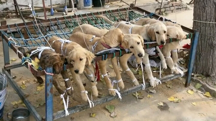 Pusat Servis Kucing dan Anjing