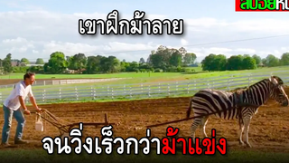 ชายคนนี้เก็บม้าลายมาฝึก จนกลายเป็นแชมป์ RACING STRIPES (2005) สปอยหนัง