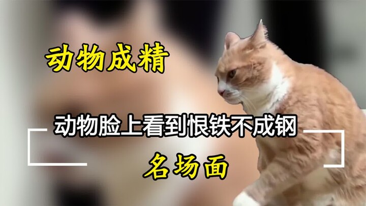 You can see the exasperation on the animal’s face—when a cat stays with the kid while they do homewo