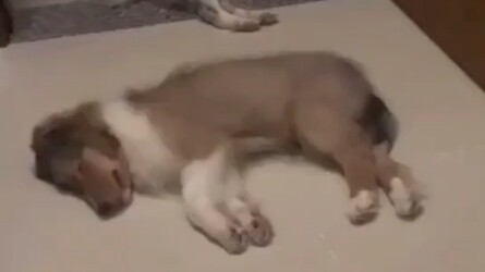 I can already picture myself scouring the streets looking for a dog!