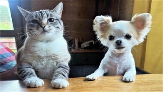 Funny animals - Funny cats and dogs - Funny animal videos 2023🤣