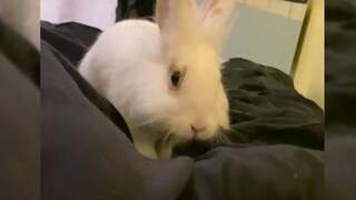 The boy found an abandoned pet rabbit on the road
