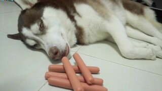 เมื่อฮัสกี้หลับไป จะต้องใช้ไส้กรอกกี่ชิ้นถึงจะล่อให้มันตื่นได้?