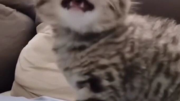 Mimi😻