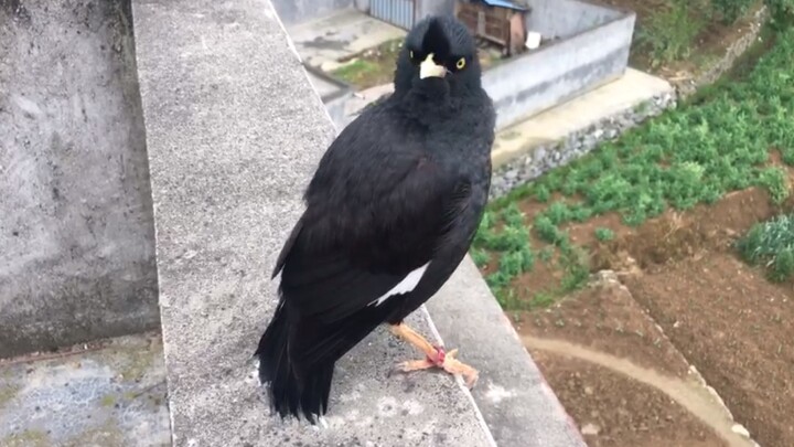[Animals]Met a cute speaking bird in the neighbourhood