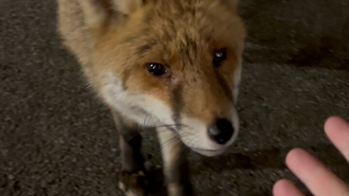 Bumped into a fox while taking out the trash