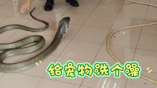 3-meter eye snake