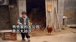 #土坡上的狗尾草  鸡:没必要，跟孩子闹玩呢。 爷爷:再炖会，嘴还有点硬。