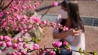 【Ống nhung】Hoa đẹp hơn người, người đẹp hơn hoa.