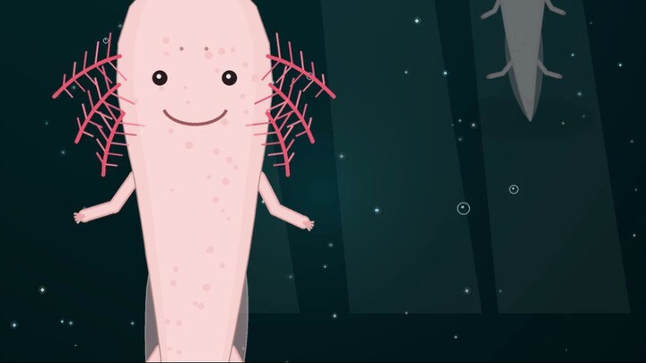 Axolotl Regrows Its Own Arm — Bone, Muscle and Nerves