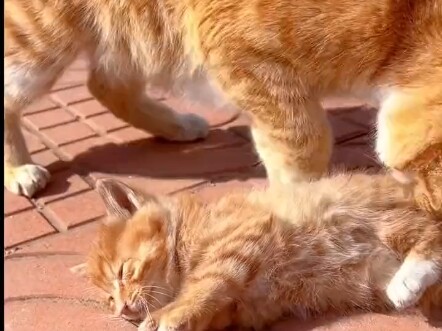 Yan Wang: It's time to go.    Little Cat: My mom says you're farting!