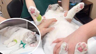 Khi bạn đưa mèo đến bệnh viện, điều đầu tiên bạn làm sau khi mèo tỉnh lại sau khi gây mê là...