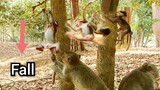 Not Condition For You Baby!!, Kidnapper Monkey Pull Baby Out From Tree, Pity Baby Monkey Fall Down