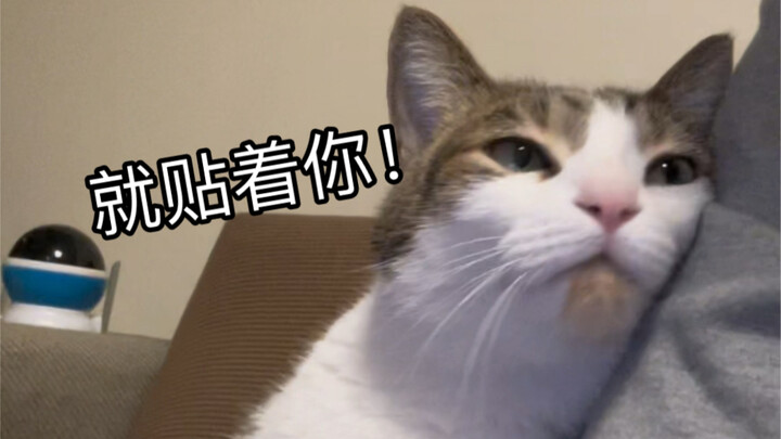 It hasn’t been petted for an hour—it’s getting anxious!