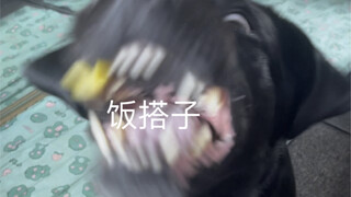 Muncul nih si anjing makan kreatif! Teman-teman, Xiao Hei kalian sudah online nih!