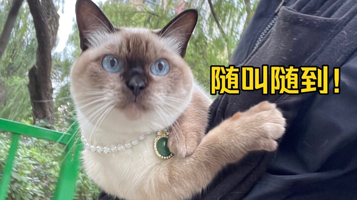 เลี้ยงสุนัขสยามกันเถอะ!!