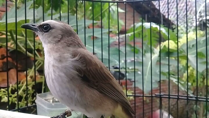 ROPELAN TRUCUKAN SAAT HUJAN DERAS || Buat Terapi Burung Trucuk Dan Segala Jenis Burung