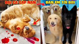 Thú Cưng Vlog | Trứng Bạc Và Trứng Vàng #8 | Chó gâu đần thông minh vui nhộn | Funny pets smart dog