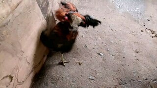 Biling vs hiraw may tinik bantam