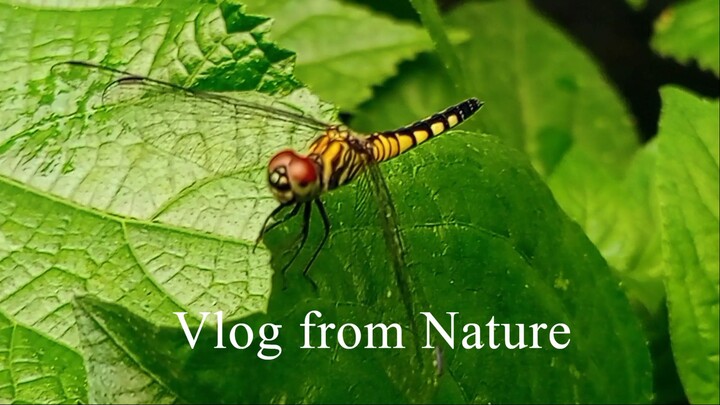 Vlog from Nature 7