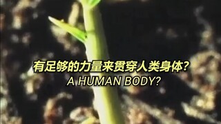 ให้ต้นไผ่แทงทะลุร่างกายมนุษย์? "ทารุณกรรมด้วยต้นไผ่" นั้นมีประสิทธิภาพจริงหรือ?