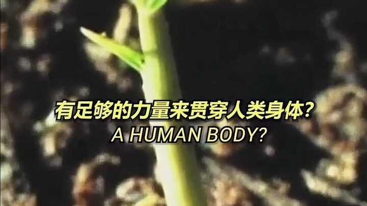 让竹子长穿人的身体？“竹子酷刑”真的有用吗？