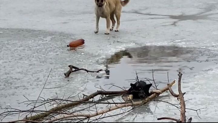 Diving into a frozen lake to rescue a poor dog.