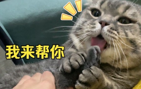 Babi Mi yang imut seperti ini, siapa yang tidak mau membantu?