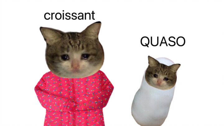 QUASO croissant cat, but a Shandong steamed bun