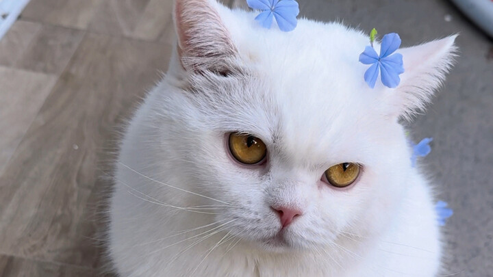 Mèo nhỏ~