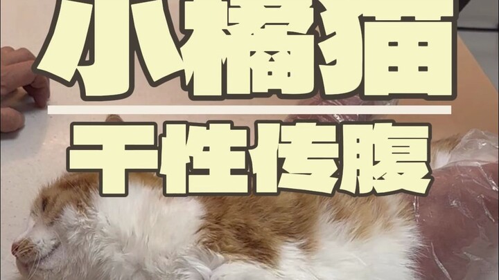 When a cat can be manipulated...