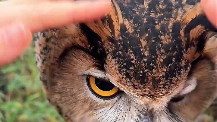 Can I pet this?