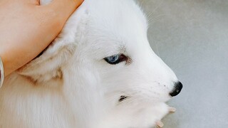 A coquettish arctic fox lying by your side