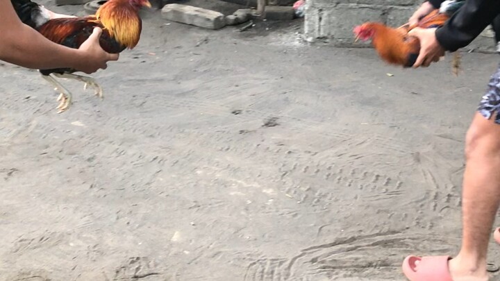 Machine kelso x goldenboy/kelso