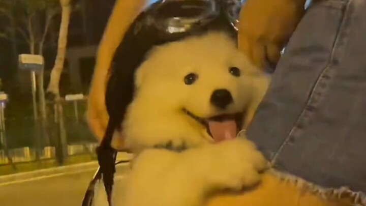 “Kecantikan tidak bisa mengenyangkan perut, tapi anak anjing golden retriever yang imut bisa lho”