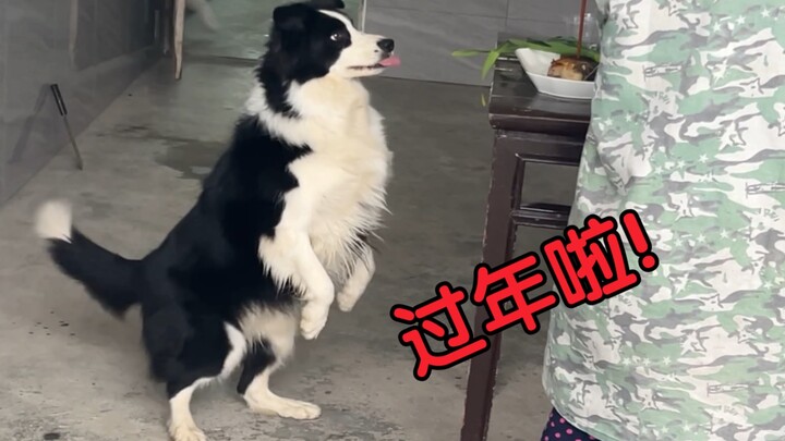 Border Collie: Family, I'm exhausted from celebrating the New Year!