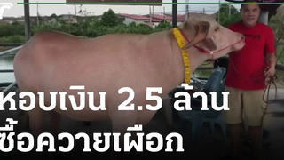 หอบเงินสด 25 ล้าน ซื้อควายเผือก 28-03-65 ข่าวเช้าหัวเขียว
