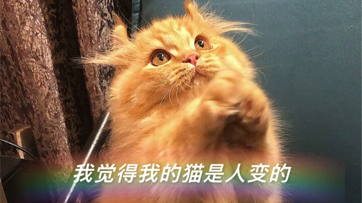 Tôi nghĩ con mèo của tôi đã biến thành một chàng trai ấm áp: lúc vui thì vẫy tay chào, biết nũng nịu