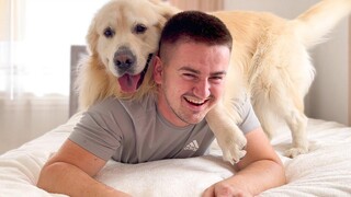 โกลเด้น รีทรีฟเวอร์เป็นยาแก้ซึมเศร้าที่ดีที่สุดในโลก!