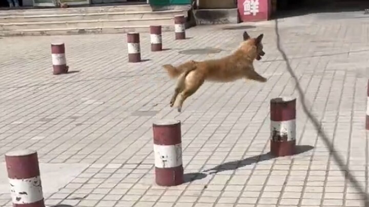 “Hãy đi làm chó, làm một chú chó vô tư vô lo!”