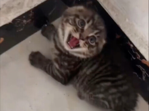 Rasa takut dan keganasan kucing itu dua hal yang berbeda.