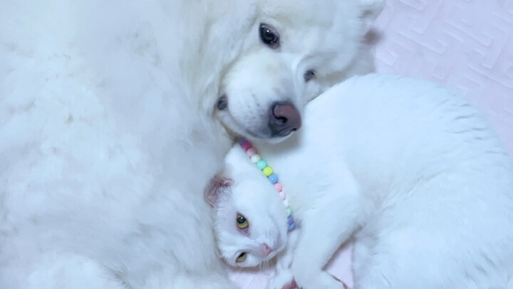 Fate’s little cat starts spinning.