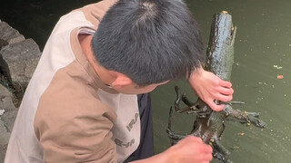学费回收计划：我在学校人工湖摸螺蛳