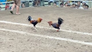 Brow red Vs Goldish, Lucena Vs Sariaya 44k parada nakasahan #Sabong