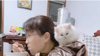 แมวใช้เวลาเพียงสามวันในการปราบพ่อแม่ของมัน