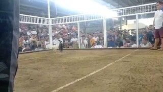 2nd fight winnner 2 hits record LW @pangasinan