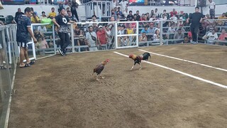 ung tinatarian plang manok mo dehado dahil sa itsura ng manok. pero grabe pla pumalo elorde cockpit