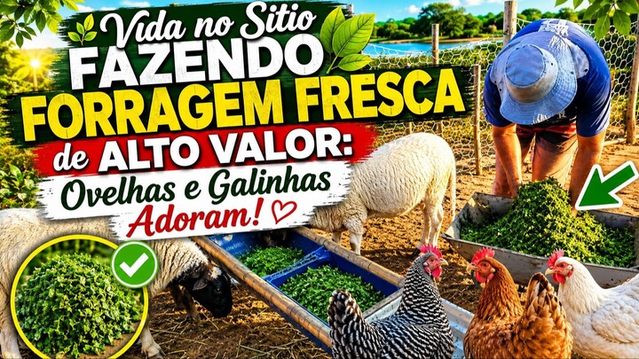 Vida no Sitio Fazendo Forragem Fresca de Alto Valor  Ovelhas e Galinhas Adoram!